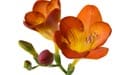 Freesia